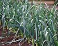 Leek